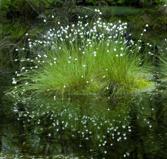 Bild: Sommerlicher Fotospaziergang im Pietzmoor zwischen Moosjungfern, Torfmoos und Wollgras
