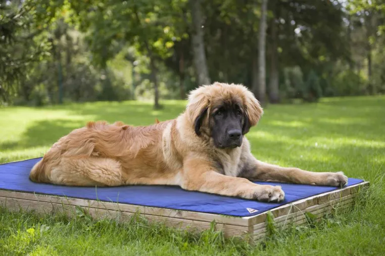 Bild: Damit sich Ihr Hund auch bei Hitze wohlfühlt: HYPERKEWL Funktionstextilien zur Kühlung