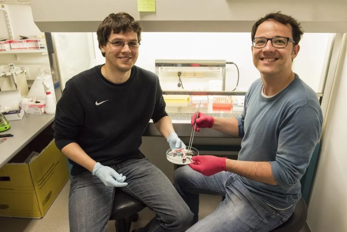Dr. Henry Reyer and Dr. Michael Oster (right) belong to the research team at FBN, which is looking for solutions to the problem of limited phosphorus resources. (Photo: FBN/Borowy)