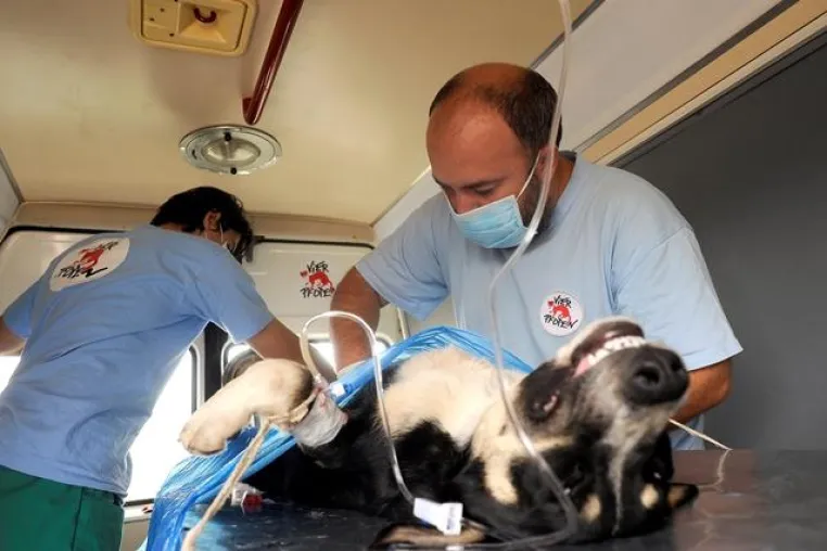 VIER PFOTEN Rettungsteams für Streunerhunde kommen in der Ukraine an Bild: VIER PFOTEN Rettungsteams für Streunerhunde kommen in der Ukraine an