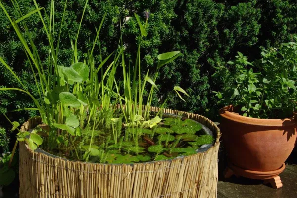 Bild: Für Terrasse und Balkon: Miniteiche selbst gemacht