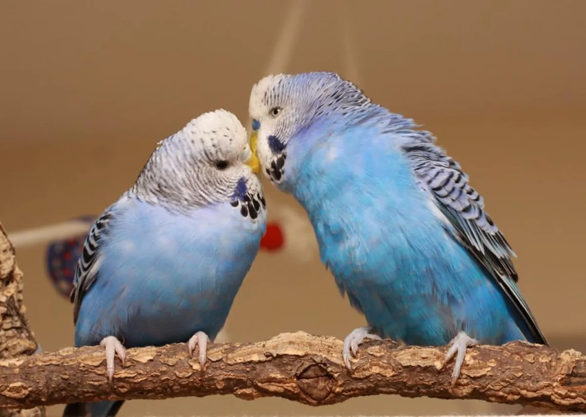 Traute Zweisamkeit: Wellensittiche bleiben im Urlaub am liebsten zu Hause