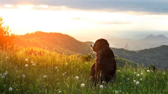 Artgerechtes Reico Hundefutter muss in jeden Haushalt - sagt Hundemahlzeit! Bild: Artgerechtes Reico Hundefutter muss in jeden Haushalt - sagt Hundemahlzeit!