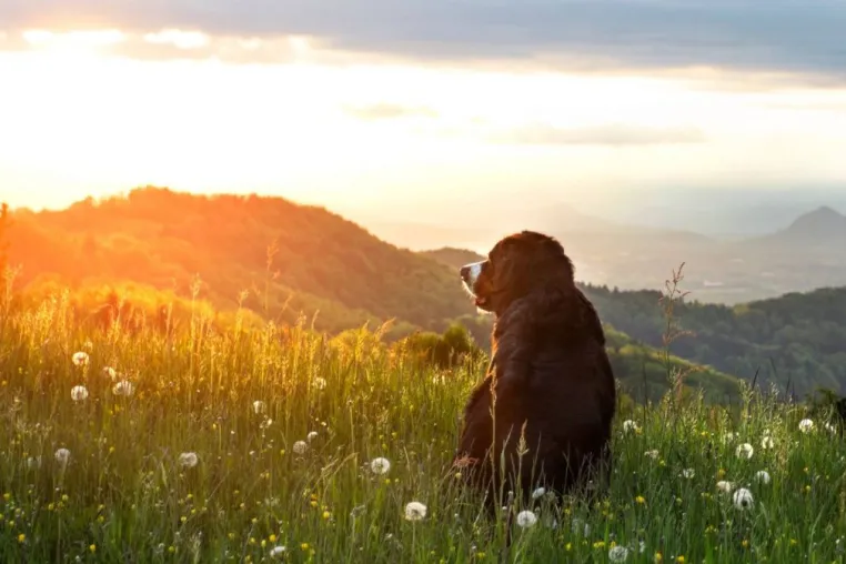 Bild: Artgerechtes Reico Hundefutter muss in jeden Haushalt - sagt Hundemahlzeit!