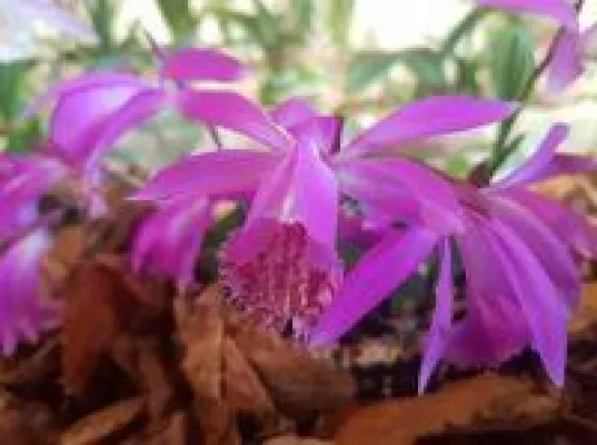 Bild: Pleionen im Garten - bald ist wieder Pflanzzeit