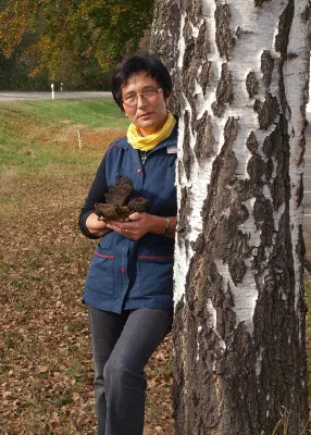 Russischer Tschaga-Medizinpilz wächst auch in Bayerisch-Sibirien Bild: Russischer Tschaga-Medizinpilz wächst auch in Bayerisch-Sibirien