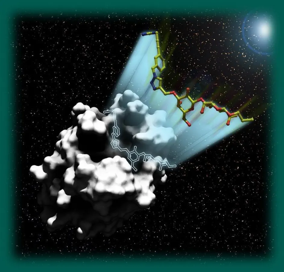 Like a spaceship, the complex sugar molecule (coloured) lands exactly on the tumor protein galectin-1, which here looks like a meteorite and is shown in black and white. ((Picture: Workgroup Seibel, V