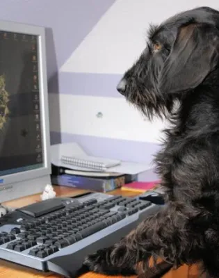 Bild: Blogparade auf buerokondition.de: Tiere im Büro