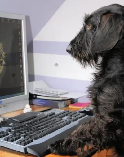 Bild: Blogparade auf buerokondition.de: Tiere im Büro