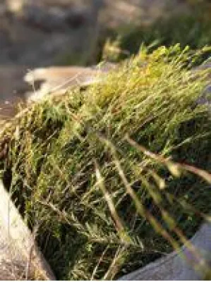 Bild: Stellungnahme zum Bericht: Rooibos – Genussmittel aus Südafrika