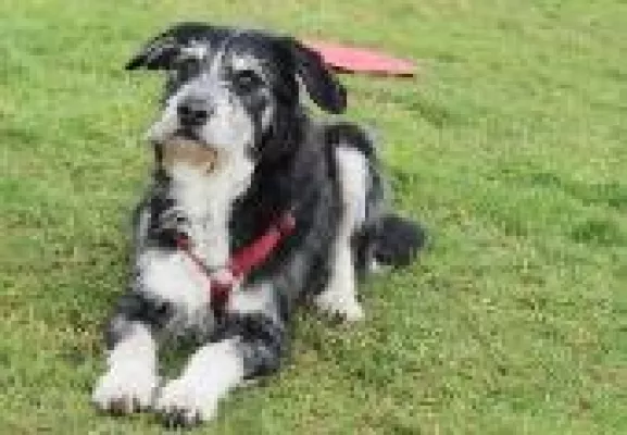 Bild: BHV: Frühling bedeutet Gefahr für Hundegesundheit
