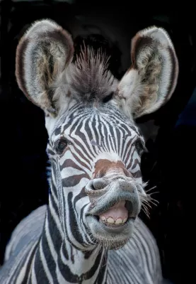 Bild: Weg vom Knipsen: Zusatztermin für’s Fotoseminar 'Tierfotografie' im Zoo Berlin mit der Fotoschule des Sehens