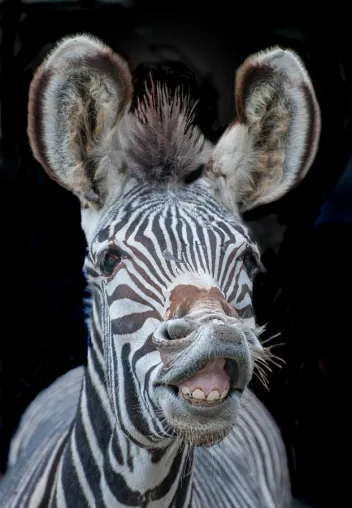 Bild: Weg vom Knipsen: Zusatztermin für’s Fotoseminar 'Tierfotografie' im Zoo Berlin mit der Fotoschule des Sehens