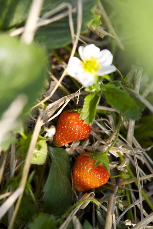 Die ersten roten Erdbeeren können bei Karls geerntet werden.