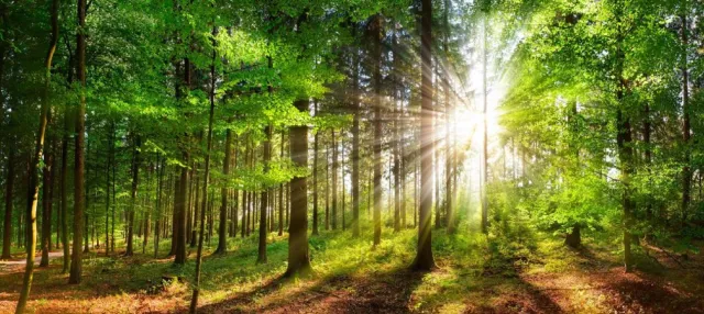Bild: Natural Leading: Wirksames Führungskräfte-Coaching im Naturraum