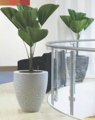 Bild: Blumentopf für Innenraum-Gestaltung entdeckt