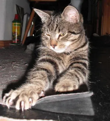 Bild: Tiergeschichten, Reime, Gedichte, Elfengeschichten, Sagen sowie neu "Kater Silvester" online