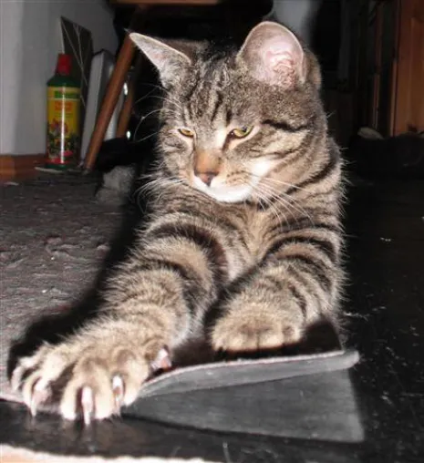 Tiergeschichten, Reime, Gedichte, Elfengeschichten, Sagen sowie neu "Kater Silvester" online Bild: Tiergeschichten, Reime, Gedichte, Elfengeschichten, Sagen sowie neu "Kater Silvester" online