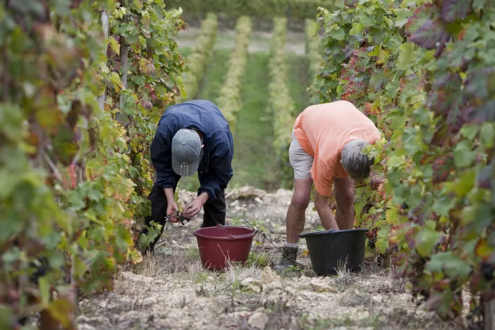Bild: Weine der Zukunft: Côtes du Rhône im Angesicht des Klimawandels –  und eine hervorragende Lese 2022