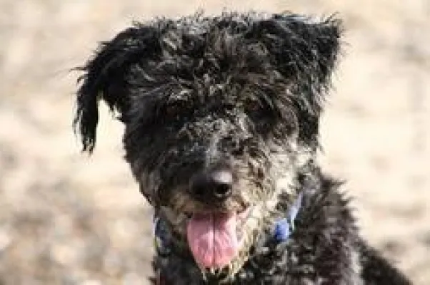 Bild: Eine Hundehaftpflicht ist eine gute Investition und sollte jeder Hundehalter haben