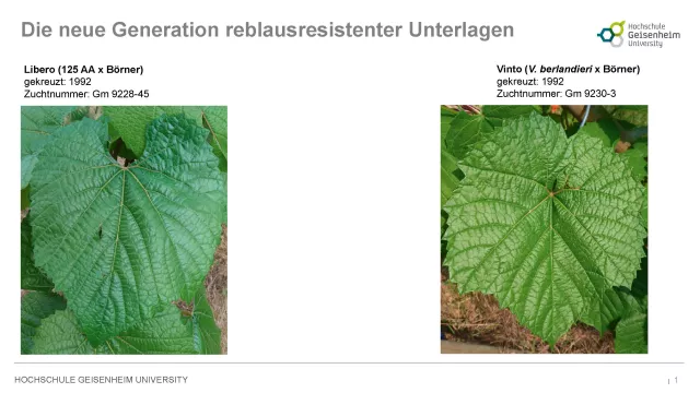 Bild: Neue reblausresistente Unterlagssorten aus Geisenheim zugelassen