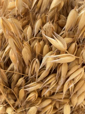 Bild: Internationale Forschungsteams entschlüsseln  Pangenom und Herkunft des Hafers