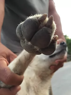 Bild: Mensch, Hundepflege: Fellpflege und Pfotenpflege beschäftigt Hundehalter