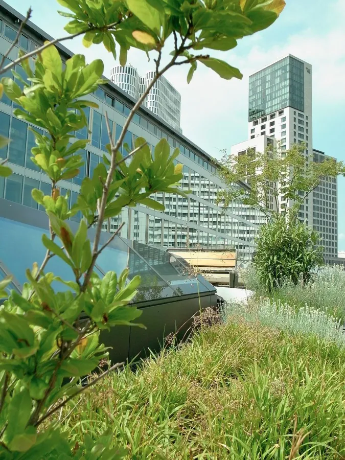 Flachdach in Städten sollte als Gründach genutzt werden (Foto: FPX e.V.)