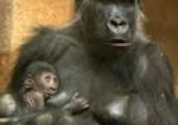 Nachwuchs bei den Gorillas im Urwaldhaus des Erlebnis-Zoo Hannover Bild: Nachwuchs bei den Gorillas im Urwaldhaus des Erlebnis-Zoo Hannover