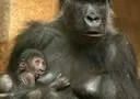 Nachwuchs bei den Gorillas im Urwaldhaus des Erlebnis-Zoo Hannover Bild: Nachwuchs bei den Gorillas im Urwaldhaus des Erlebnis-Zoo Hannover