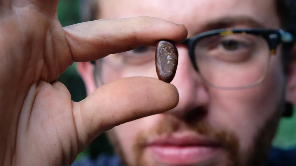 Die geröstete Kakaobohne in Mischa's Fokus