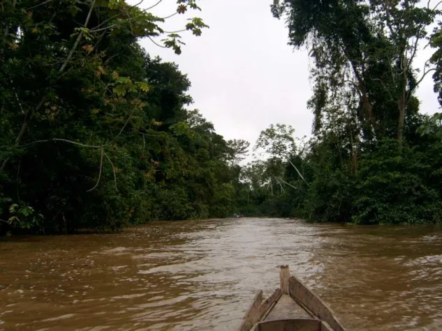 Bild: Zum Tag der Tropenwälder am 14. September 2011