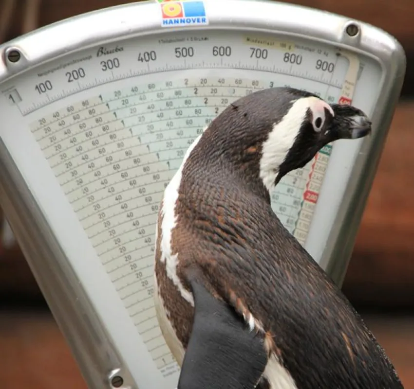 Pinguin Sigrid auf der Waage