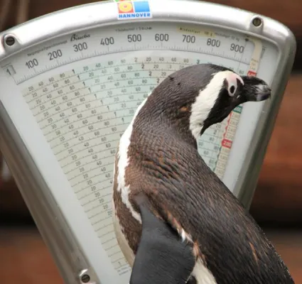 Bild: Tierische Inventur im Erlebnis-Zoo Hannover