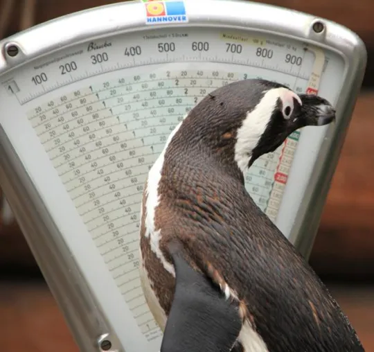 Bild: Tierische Inventur im Erlebnis-Zoo Hannover