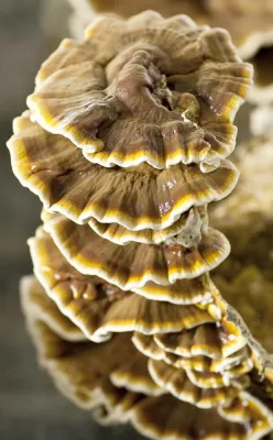 Bild: Voller Energie durch die kalte Jahreszeit – Jetzt das traditionelle Wissen aus der Heilpilz-Apotheke nutzen