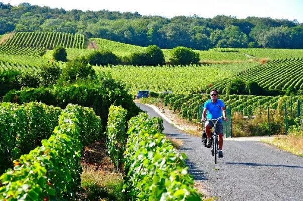 Bild: Mit dem Fahrrad auf den Spuren der Bio-Weine der Champagne