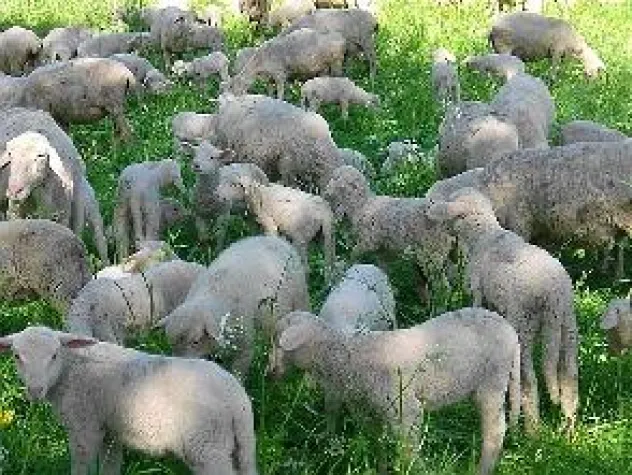 Bild: Daten statt Rauchzeichen - PR-Indianer bloggen jetzt