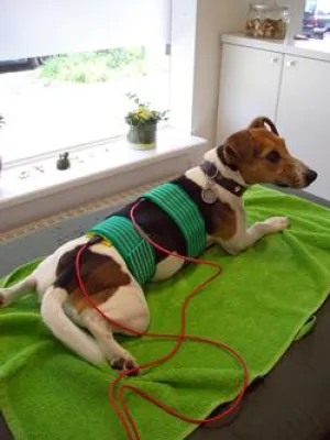 Bild: Seminar Elektrotherapie in der Tierphysiotherapie