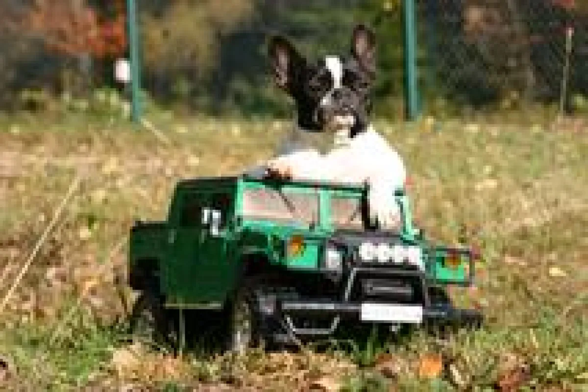 Spoon - einer der Stars bei den Trick Dogs von der Markus Mühle!