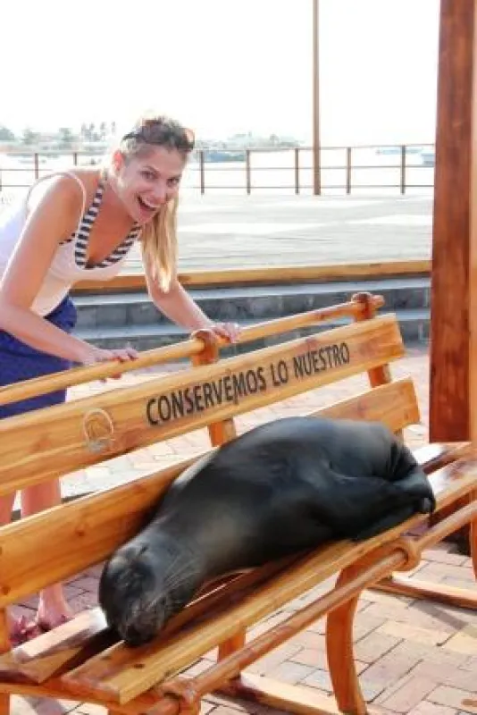 Frau Schlaumeier entdeckt auf den Galapagos-Inseln einen Seehund, der auf einer Bank schläft.