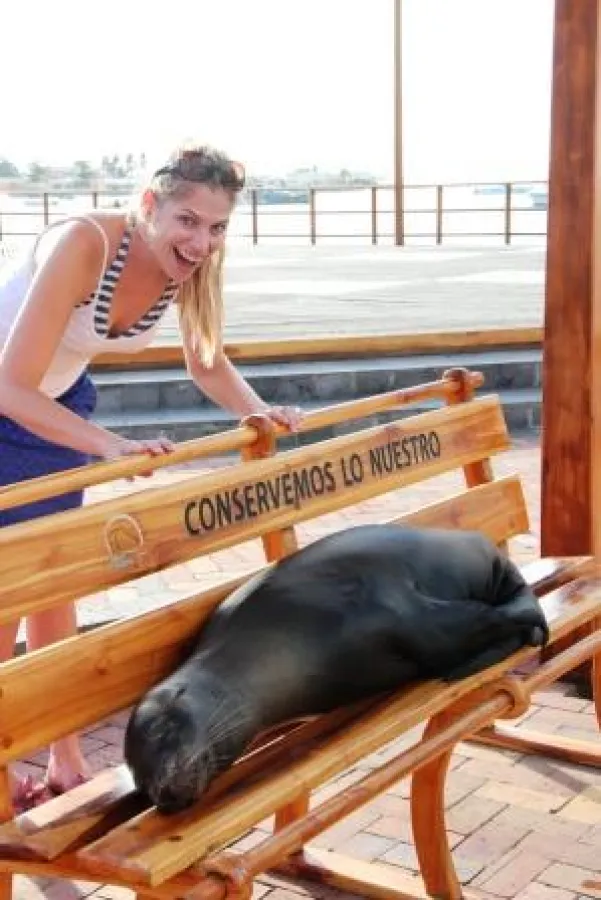 Frau Schlaumeier entdeckt auf den Galapagos-Inseln einen Seehund, der auf einer Bank schläft.