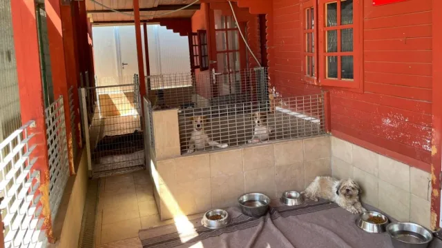 Bild: Hoffnung auf vier Pfoten: Wie feste Partnerschaften die Versorgung von Hunden in Not nachhaltig sichern