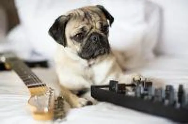 Bild: Hard Rock Hotel Tenerife erweckt seinen tierischen Instinkt mit einem neuen Haustier-Service