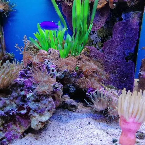 Einrichtungsideen für dein Aquarium Bild: Einrichtungsideen für dein Aquarium