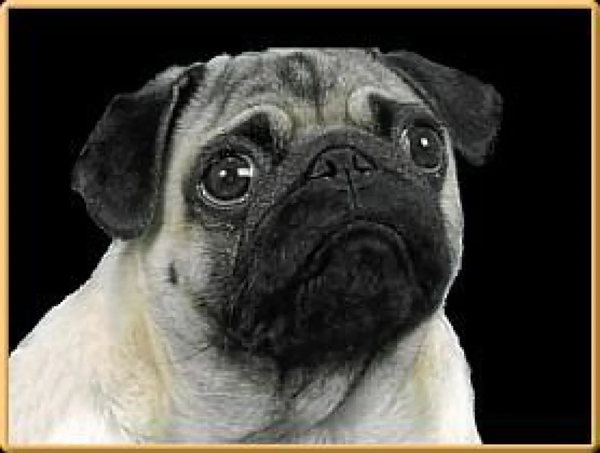 Amelie vom Mägdebrunnen (Deutscher Champion),Mutter von Felix.