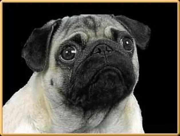 Bild: Mopszucht vom Mägdebrunnen geht mit nächster Generation an den Start der Rassehunde-Ausstellungen