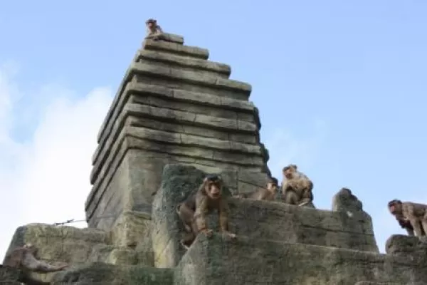Bild: Ab nach „Angkor Wat“ im Zoo Osnabrück