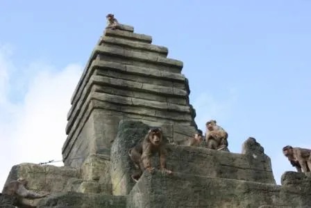 Bild: Ab nach „Angkor Wat“ im Zoo Osnabrück