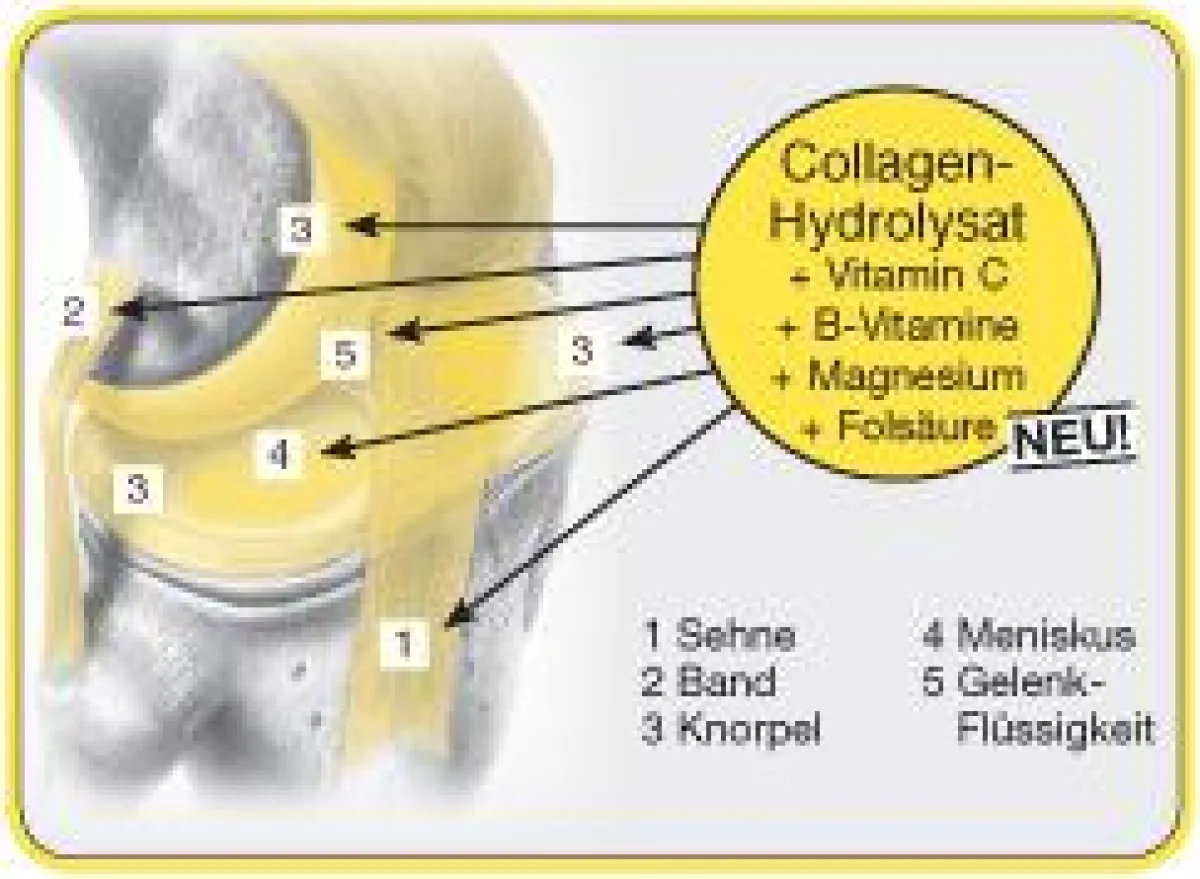 Gelenkaufbau und Wirkungsweise GELASTIN